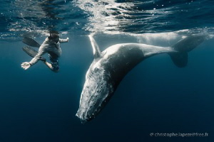 Whale calf ballet by Christophe Lapeze 